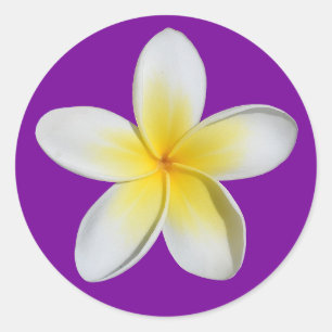 Adesivo Frangipani