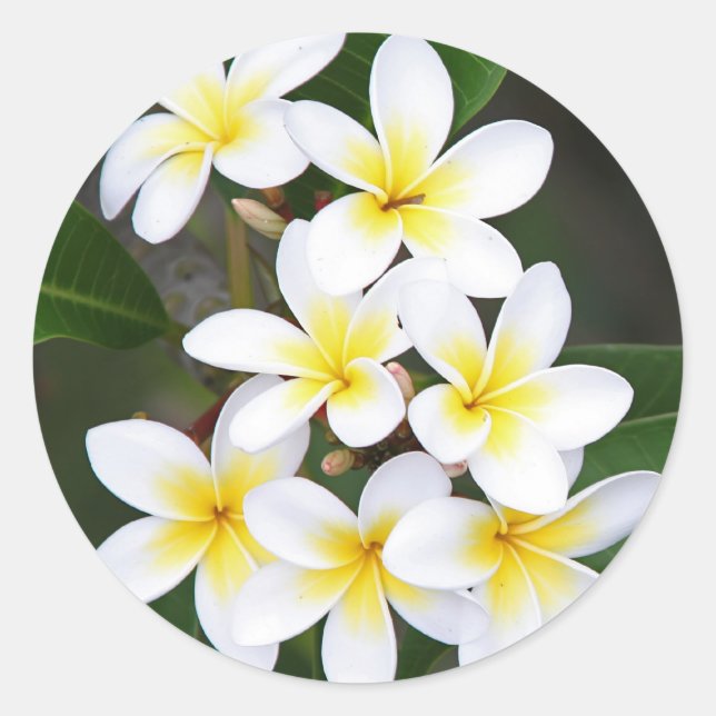 Adesivo Frangipani (Frente)