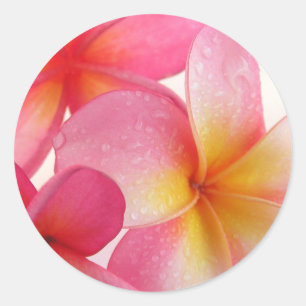 Adesivo Frangipani cor-de-rosa