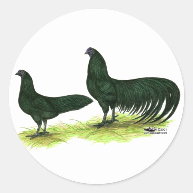 Adesivo Frangos Pretos de Sumatra (Frente)