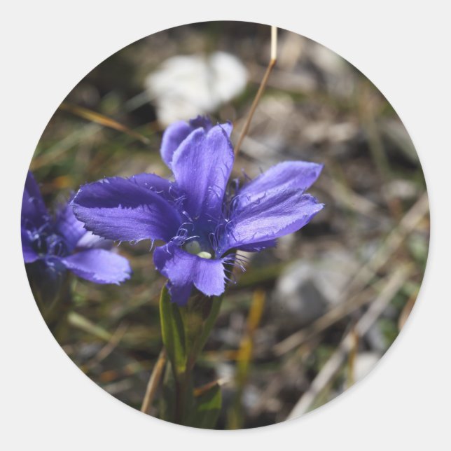 Adesivo Fringed Gentian (Frente)