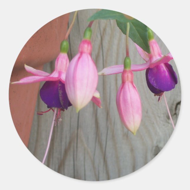 Adesivo Fuchsia Stickers (Frente)