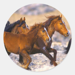 Adesivo Funcionamento dos cavalos