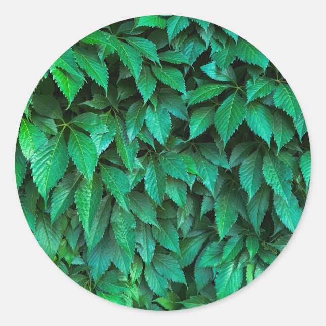 Adesivo fundo de sebe verde (Frente)