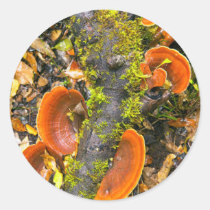 Adesivo Fungos Crescendo Em Galhos, O Knysna-Amatole