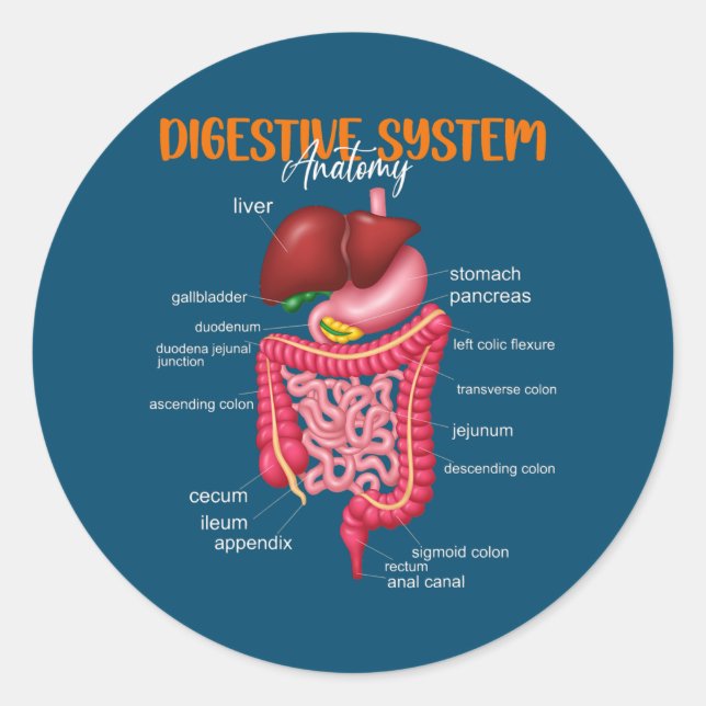 Adesivo Funny Digestive System Anatomy Anatomical Biology (Frente)