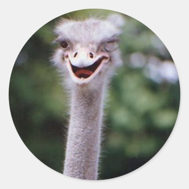 Adesivo Funny Ostrich (Frente)