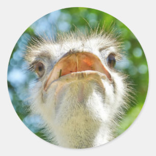 Adesivo Funny Ostrich - Sticker