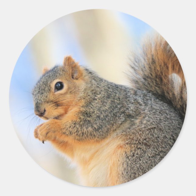 Adesivo Furball de hoje (Frente)