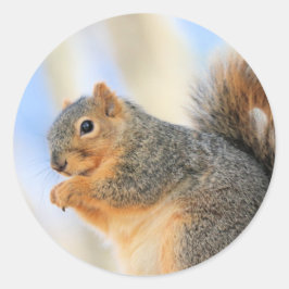 Adesivo Furball de hoje