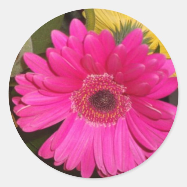 Adesivo Fuschia Gerbera Daisy Sticker (Frente)