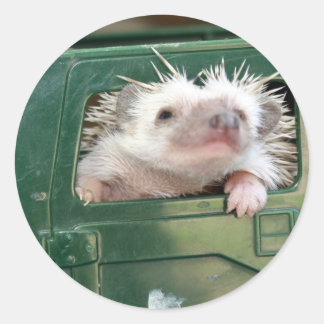 Adesivo G.I. Hedgehog