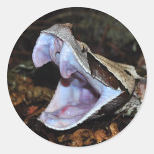 Adesivo Gaboon viper