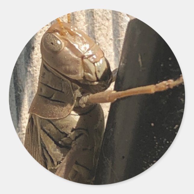 Adesivo Gafanhotos (Frente)