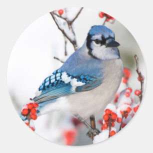 Adesivo Gaio-azul em Winterberry-comum