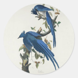 Adesivo Gaio de Columbia de Audubon Gaio de Garganta Preta