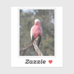 Adesivo Galah