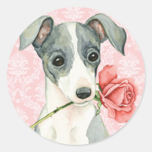 Adesivo Galgo italiano do rosa dos namorados