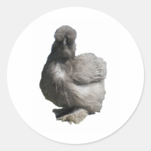 Adesivo Galinha azul macia bonito de Silkie