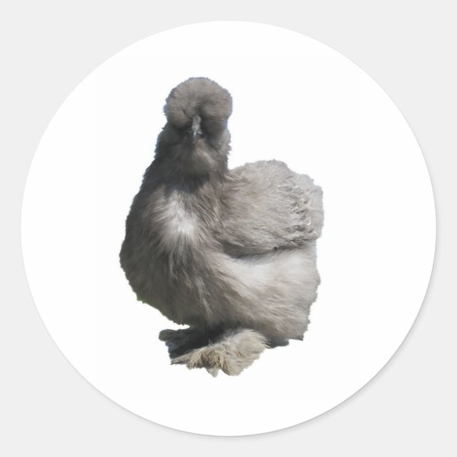 Adesivo Galinha Azul-Silkie-Flofilizada (Frente)