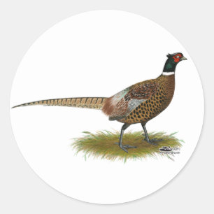 Adesivo Galo do faisão