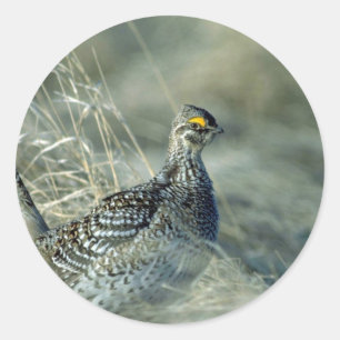 Adesivo Galo silvestre de Sharptailed