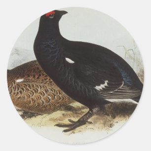 Adesivo Galo silvestre preto