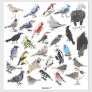 Adesivo Galore de Aves