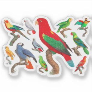 Adesivo Galore de Parrots