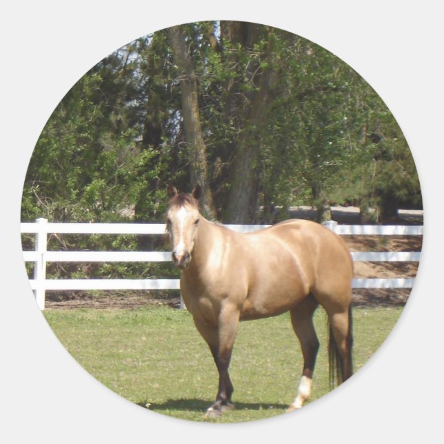 Adesivo Galos de cavalos (Frente)