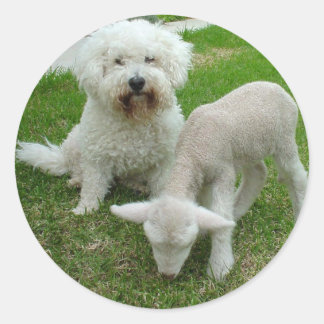 Adesivo Gama de Presentes de Lamb-Minder Bichon