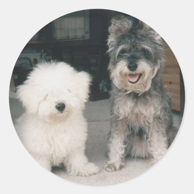 Adesivo Gama de produtos Bichon e Schnauzer (Frente)