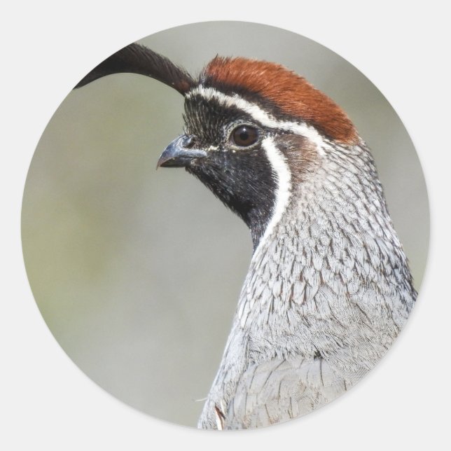 Adesivo Gambel's Quail Sticker (Frente)