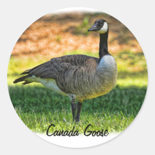 ADESIVO GANSO DE CANADÁ