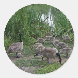 Adesivo Gansos e Goslings Stickers