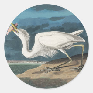 Adesivo Garça Branca Grande de Audubon: Ave Costeira Vinta