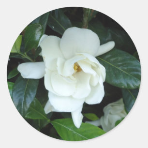 Adesivo Gardenia