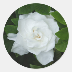 Adesivo Gardenia Sticker