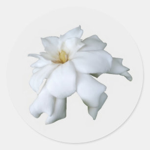 Adesivo Gardenia Stickers
