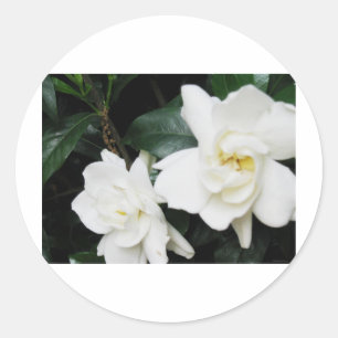 Adesivo Gardenias