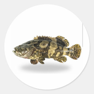 Adesivo Garupa Manchada Majestosa - Peixe de Recife de Cor