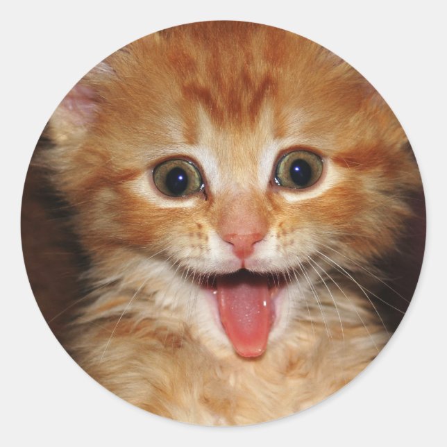 Adesivo gatinho (Frente)