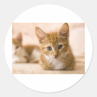 Adesivo gatinho