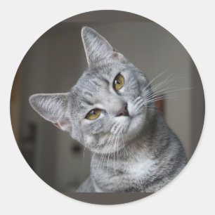 Adesivo Gatinho Atento Cinza Listrado Fofo