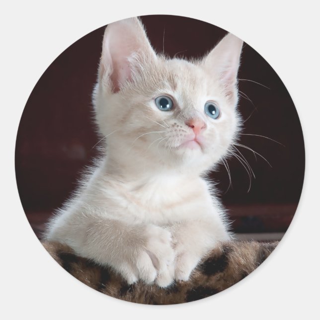 Adesivo Gatinho branco super bonito (Frente)