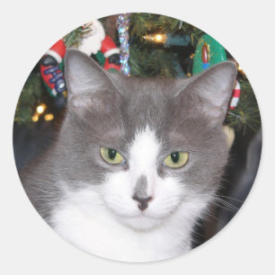 Adesivo Gatinho das cinzas e do White Christmas