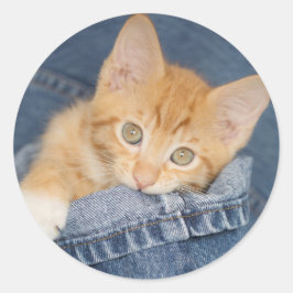 Adesivo Gatinho de cor laranja azul denim