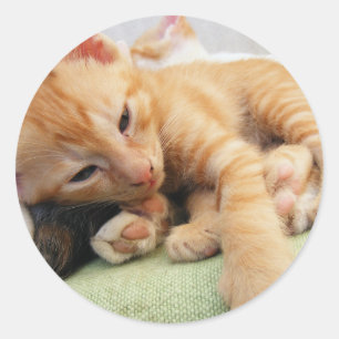 Adesivo Gatinho De Gelado De Tigre