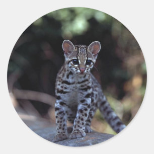 Adesivo Gatinho de Margay (wiedi do Felis) na árvore