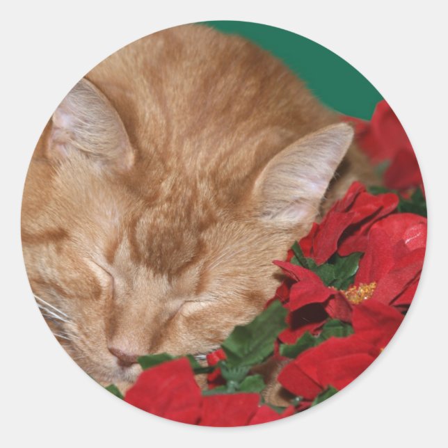 Adesivo Gatinho de Natal sonolento (Frente)